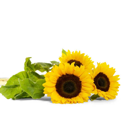 Slunečnice na přání